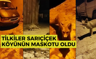 Gümüşhane'de tilkiler köyün maskotu oldu