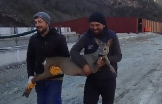 Başıboş köpeklerden kaçıp boş havuza düşen karacayı vatandaşlar kurtardı