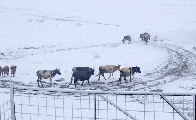 Gümüşhane yaylaları kar altında