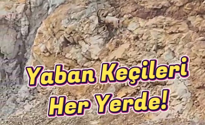 Gümüşhane’de yaban keçileri sürü halinde görüntülendi