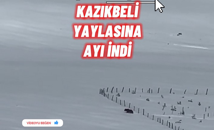 Kış uykusuna yatmayan ayı Kazıkbeli Yaylası’nda ‘pazara indi’