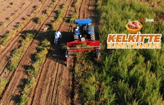 Lezzetiyle ünlü Kelkit Şeker Fasulyesinde hasat devam ediyor