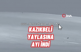 Kış uykusuna yatmayan ayı Kazıkbeli Yaylası’nda ‘pazara indi’