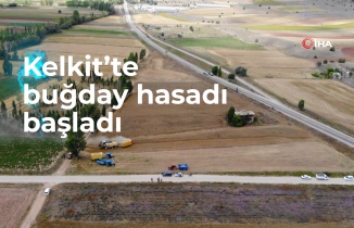 Kelkit’te buğday hasadı başladı, yağışlar rekolteyi olumsuz etkiledi