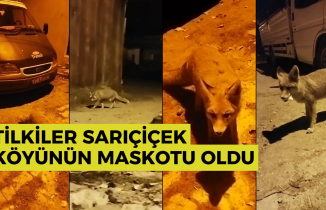 Gümüşhane'de tilkiler köyün maskotu oldu